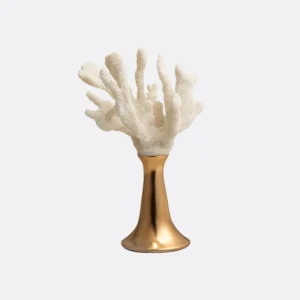 Antler coral B